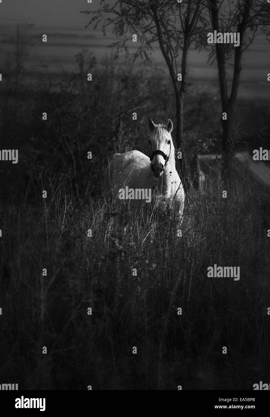 Ritratto in bianco e nero di un cavallo al pascolo nella campagna della Romania. Foto Stock
