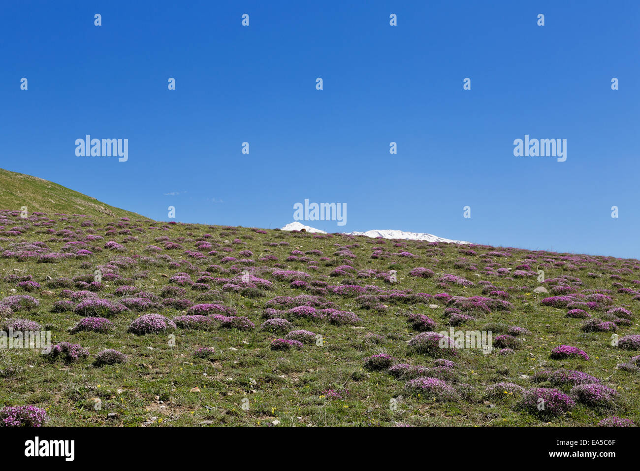 La Turchia Anatolia Anatolia Orientale Regione Provincia Bitlis vicino Adilcevaz sui monti Taurus prato alpino Vulcano Suephan Dagi in Foto Stock