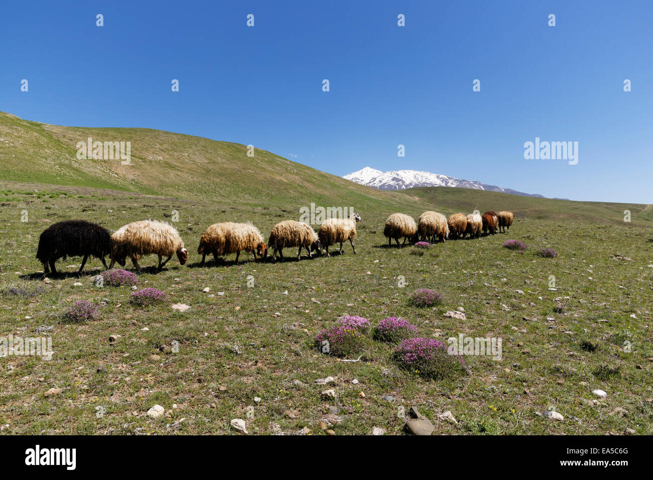 La Turchia Anatolia Anatolia Orientale Regione Provincia Bitlis vicino Adilcevaz Taurus montagne alpine del gregge di pecore camminando sul prato Foto Stock