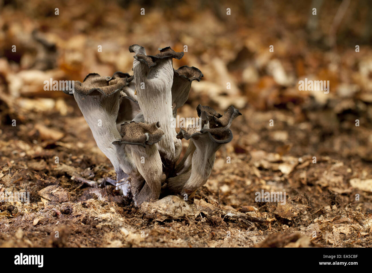 Black Chanterelle, Craterellus cornucopioides Foto Stock