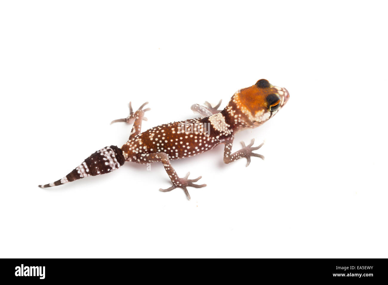 Australian barking gecko, Underwoodisaurus milii, hatchling Foto Stock