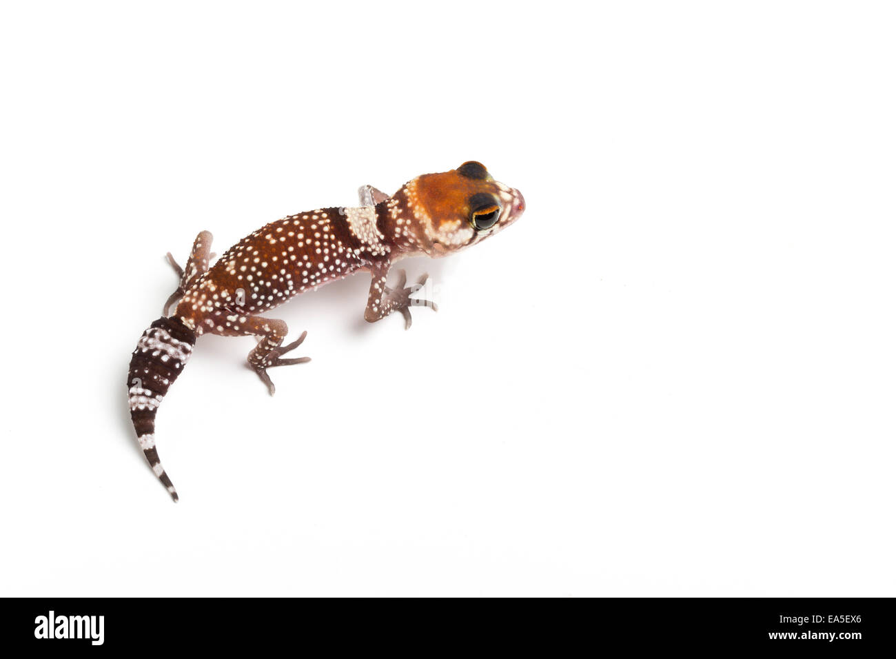 Australian barking gecko, Underwoodisaurus milii, hatchling Foto Stock