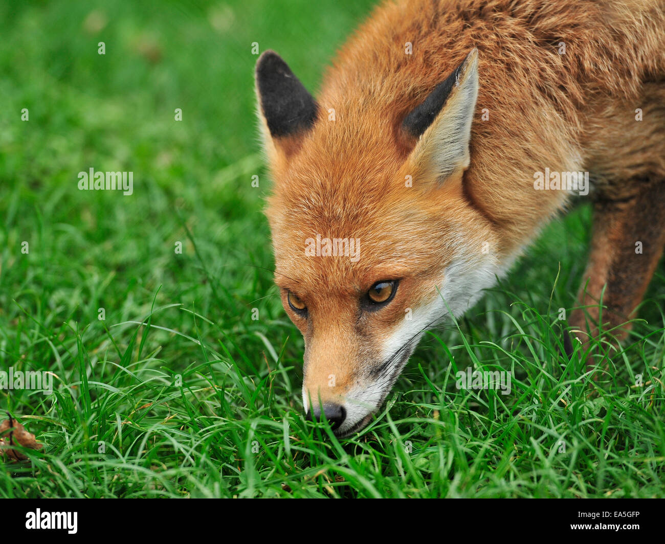 Red Fox lo sniffing erba Foto Stock