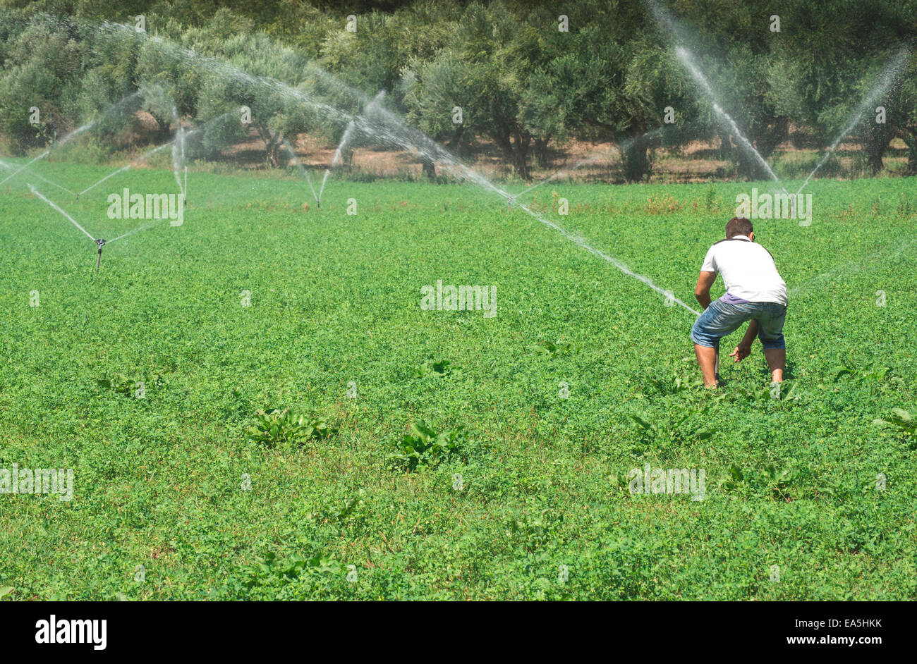 I sistemi di irrigazione. Cielo blu Foto Stock