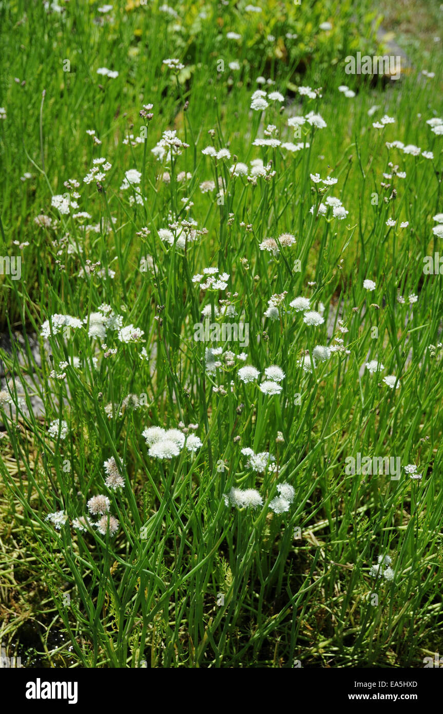 Dropwort di acqua Foto Stock