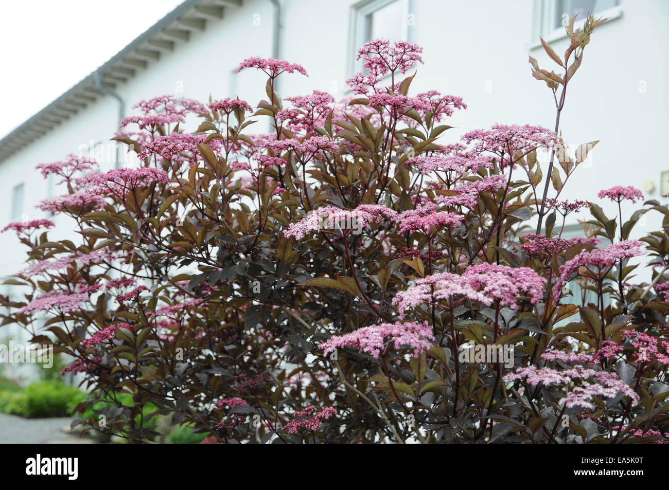 Il sambuco nero Bellezza nera Foto Stock