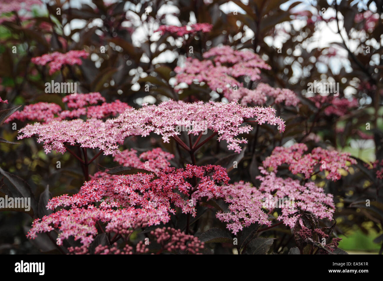 Il sambuco nero Bellezza nera Foto Stock