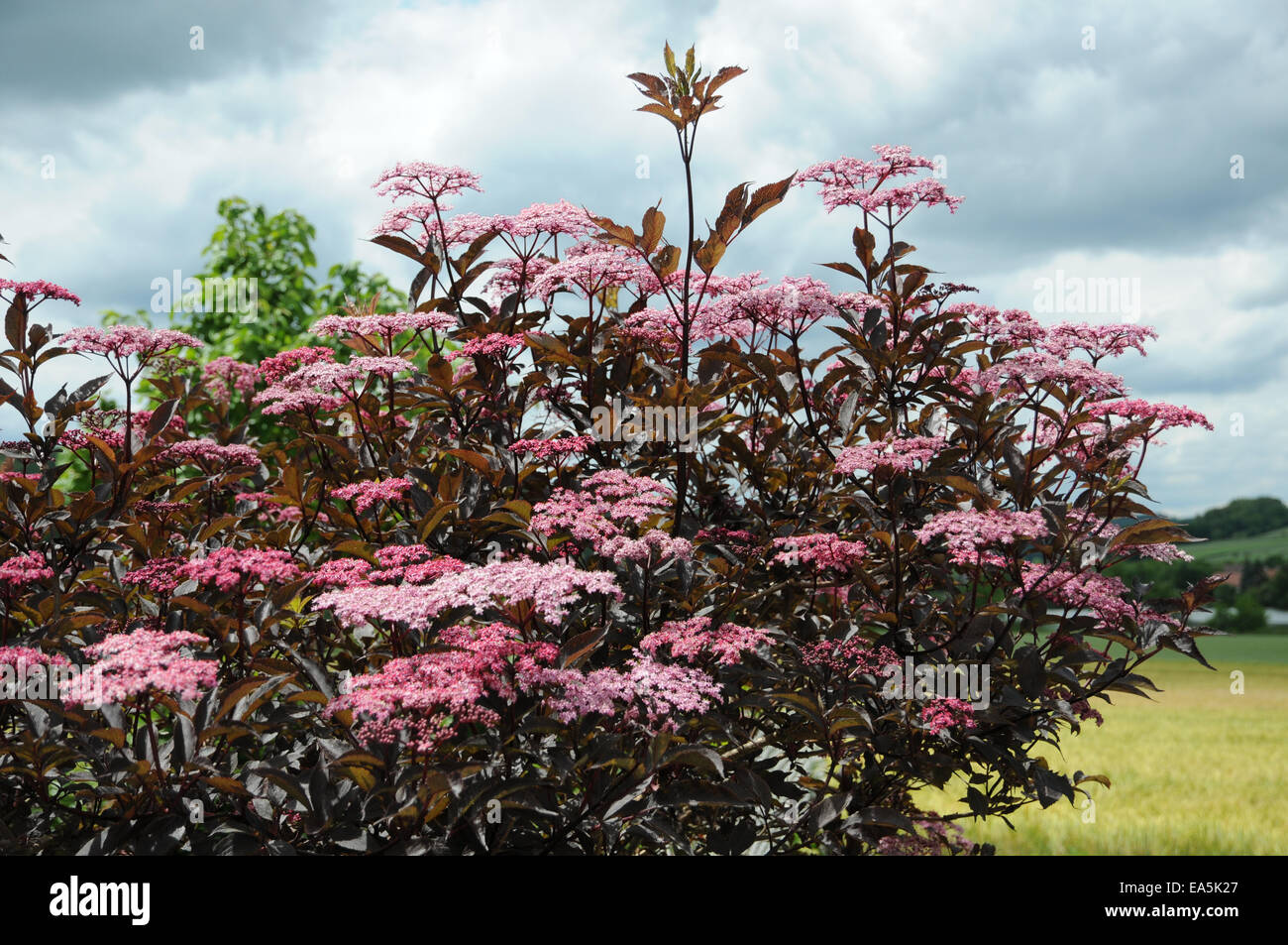 Il sambuco nero Bellezza nera Foto Stock