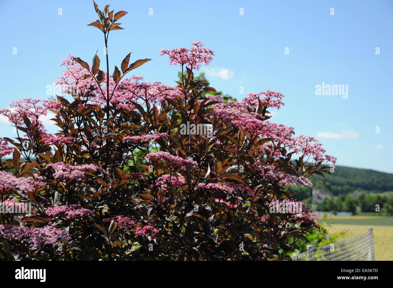 Il sambuco nero Bellezza nera Foto Stock