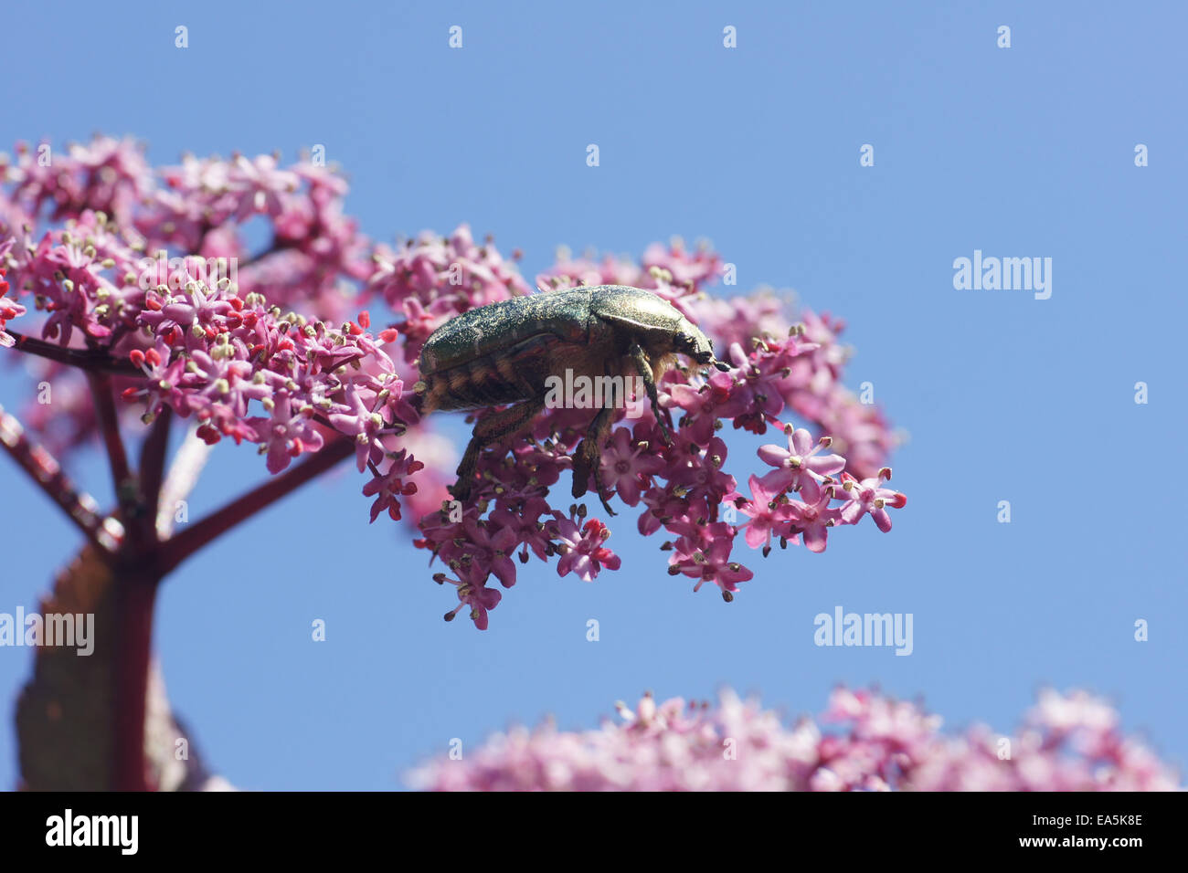 Il sambuco nero Bellezza nera Foto Stock