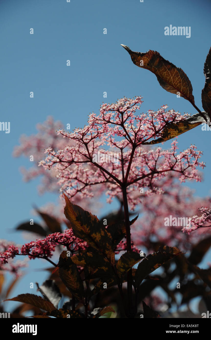 Il sambuco nero Bellezza nera Foto Stock