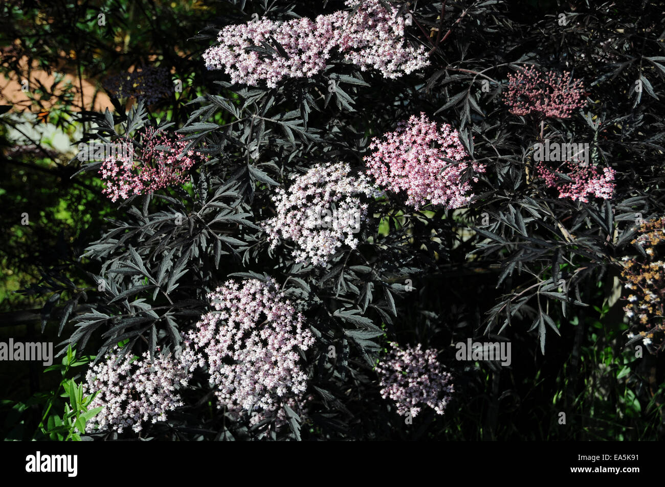Il sambuco nero pizzo nero Foto Stock