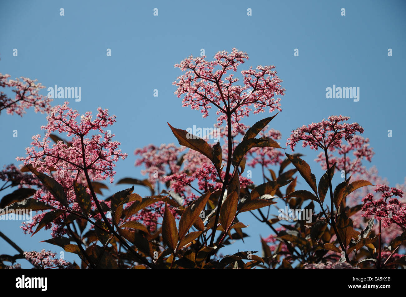 Il sambuco nero bellezza nera Foto Stock