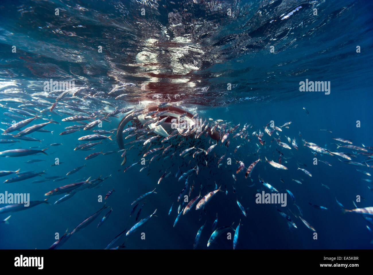 Messico, Yucatan, Isla Mujeres, il Mare dei Caraibi, il Manta ray, Manta, mangiando plancton Foto Stock
