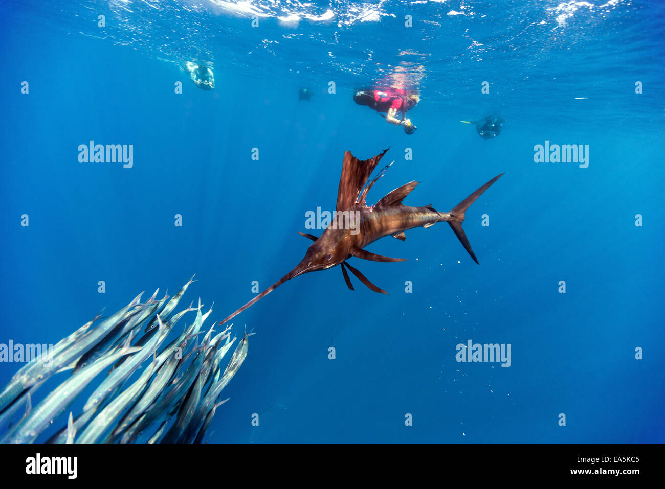 Yucatan Messico Isla Mujeres Mar dei Caraibi Indo-pacifico sailfish Istiophorus platypterus a caccia di sardine Sardina pilchardus Foto Stock