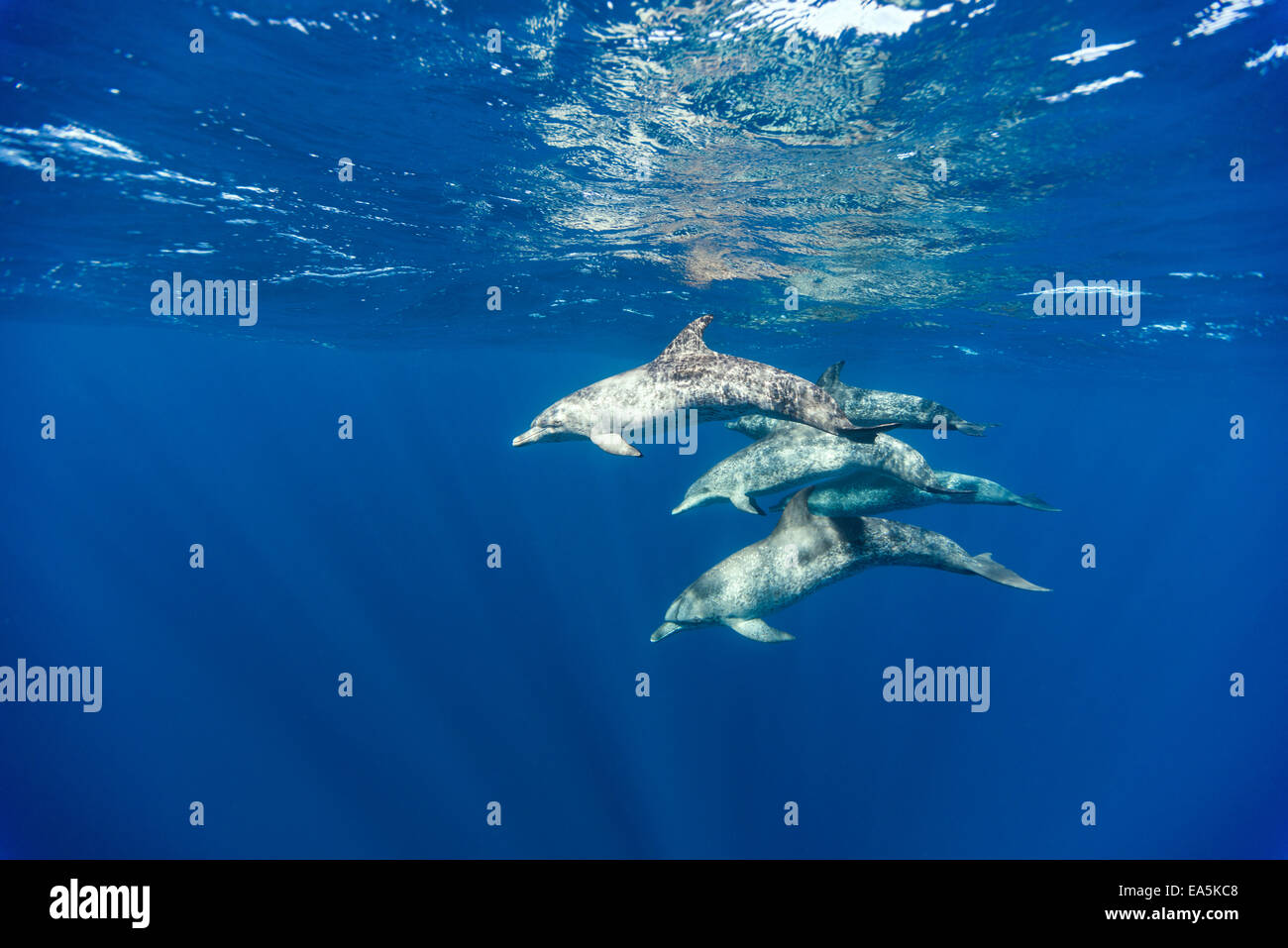 Messico, Yucatan, Isla Mujeres, Mar dei Caraibi, macchiato atlantico delfini Stenella frontalis Foto Stock