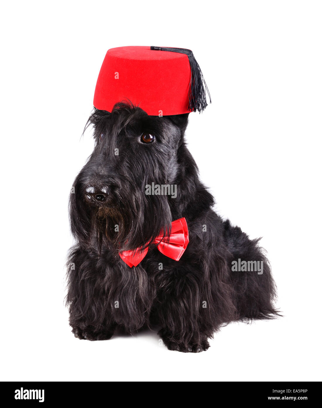 Scotch terrier Foto Stock