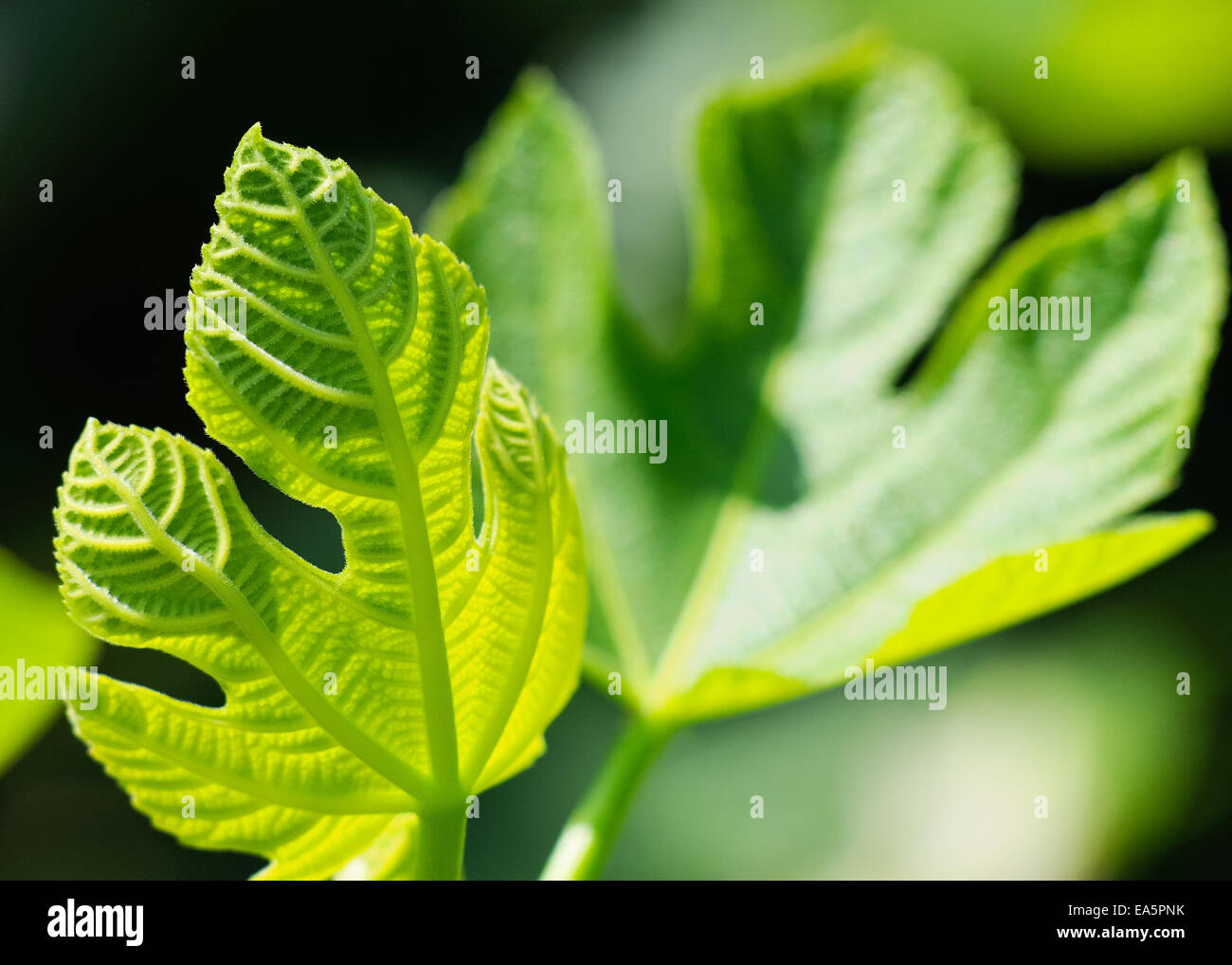 Foglia di fico fresco Foto Stock