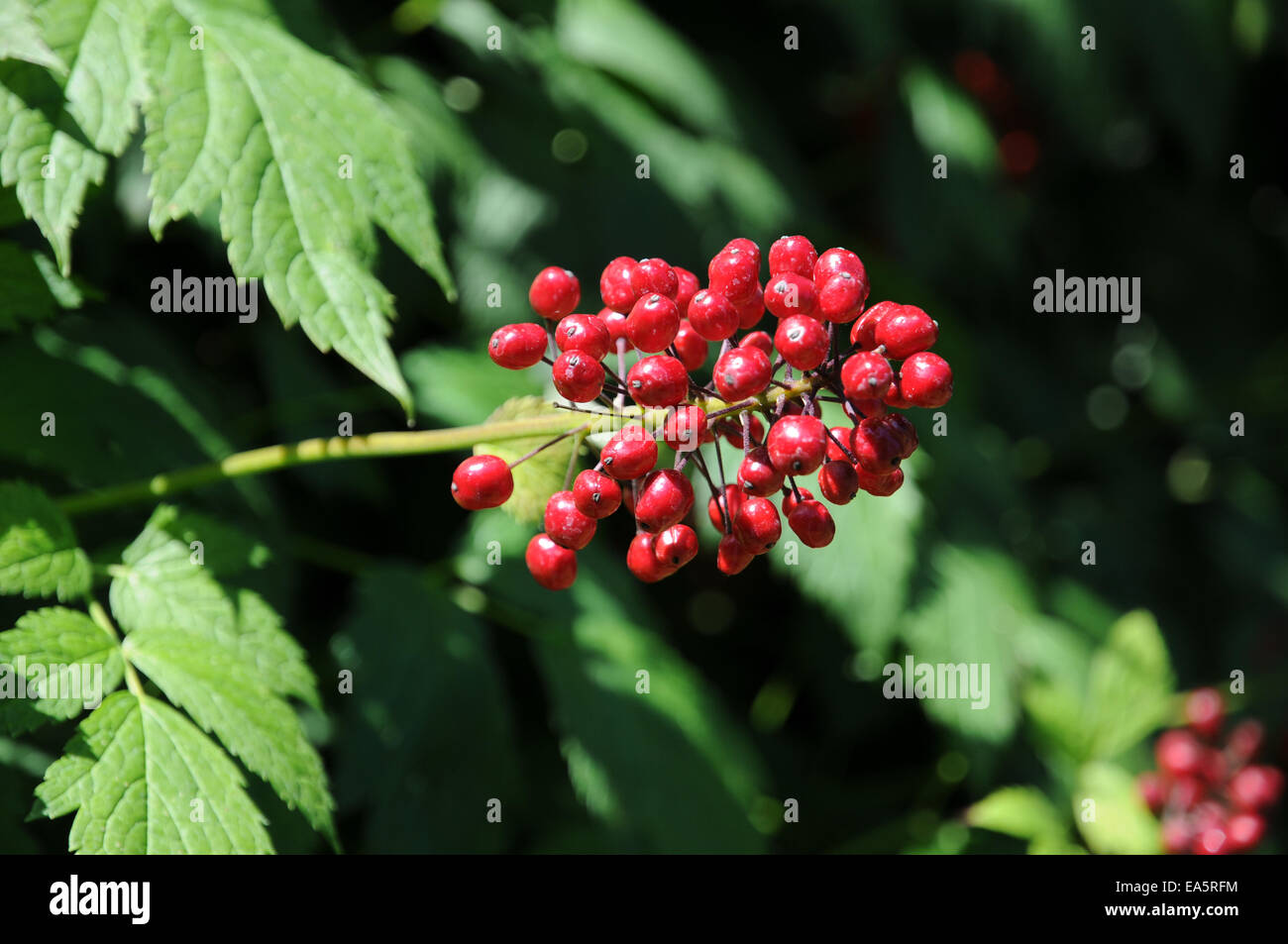 Baneberry rosso Foto Stock