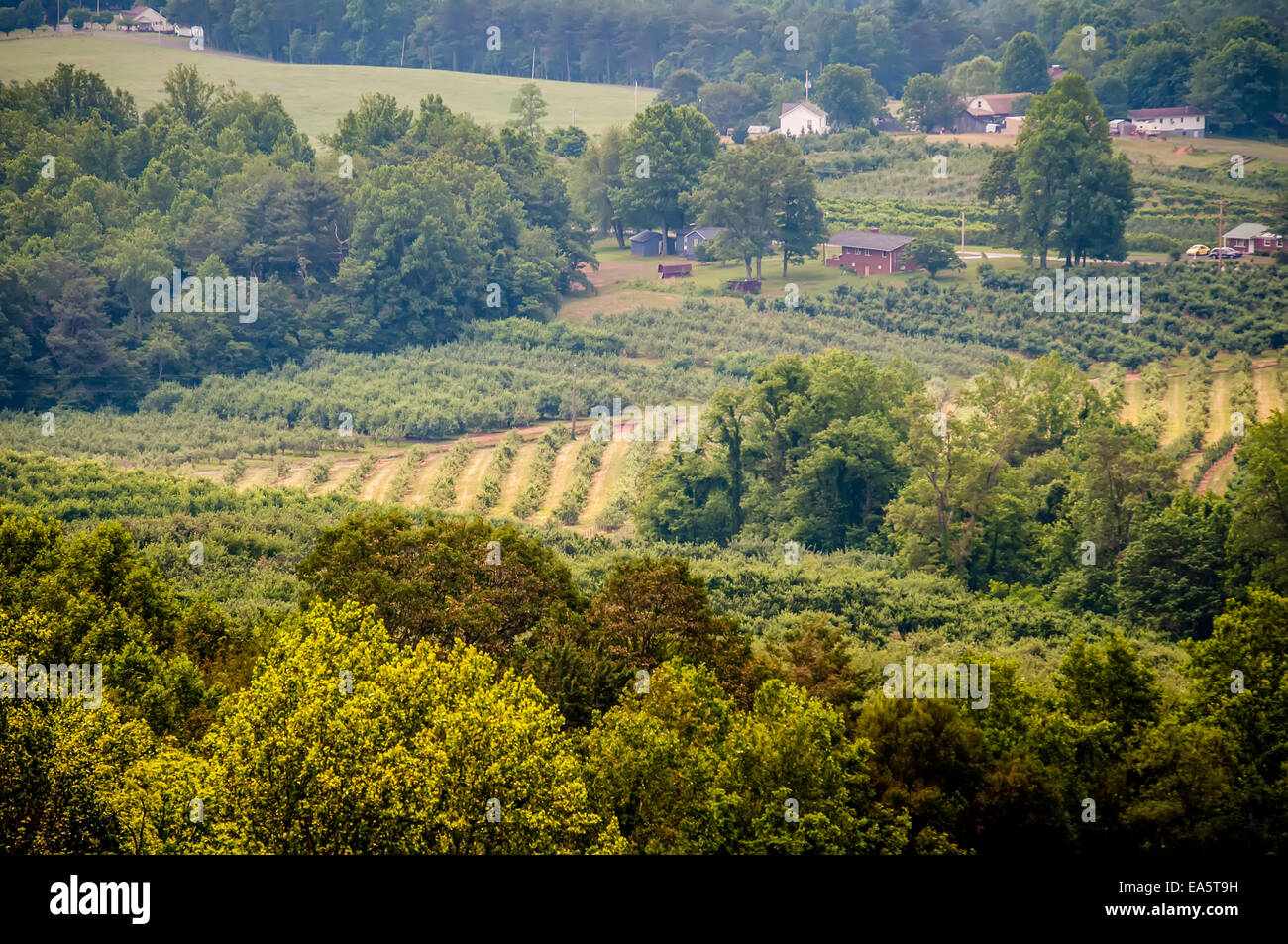 Vigneto in una distanza di Virginia montagne Foto Stock