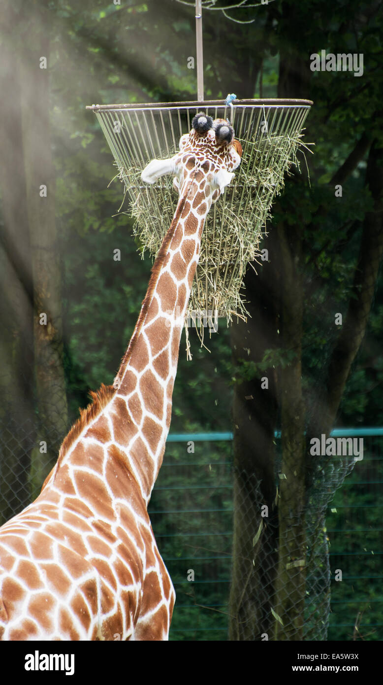 La giraffa reticolato (Giraffa camelopardalis reticulata) alimentazione di fieno. Foto Stock
