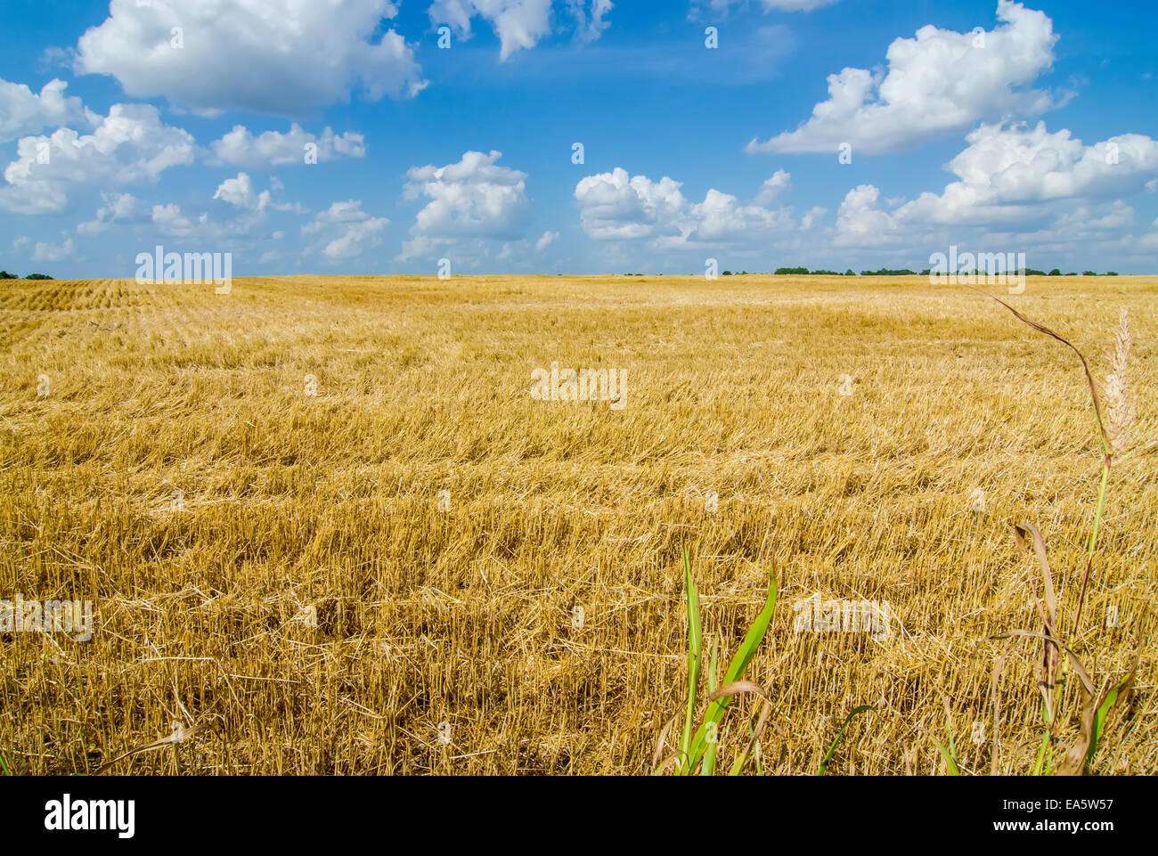 Harvest pronto campo di fattoria con cielo blu Foto Stock