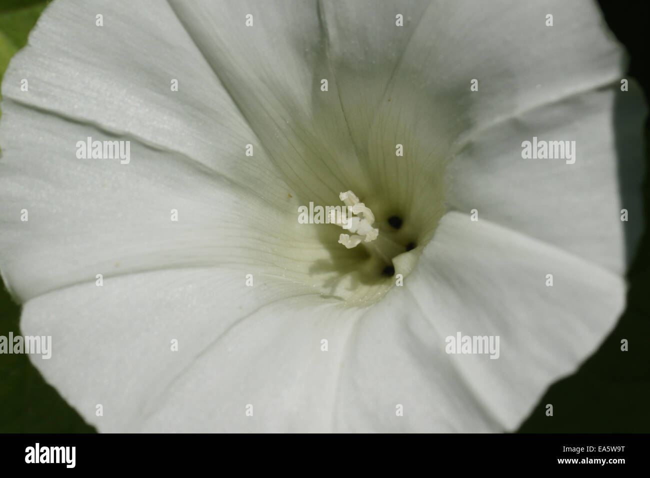 Convolvolo di dimensioni maggiore Foto Stock