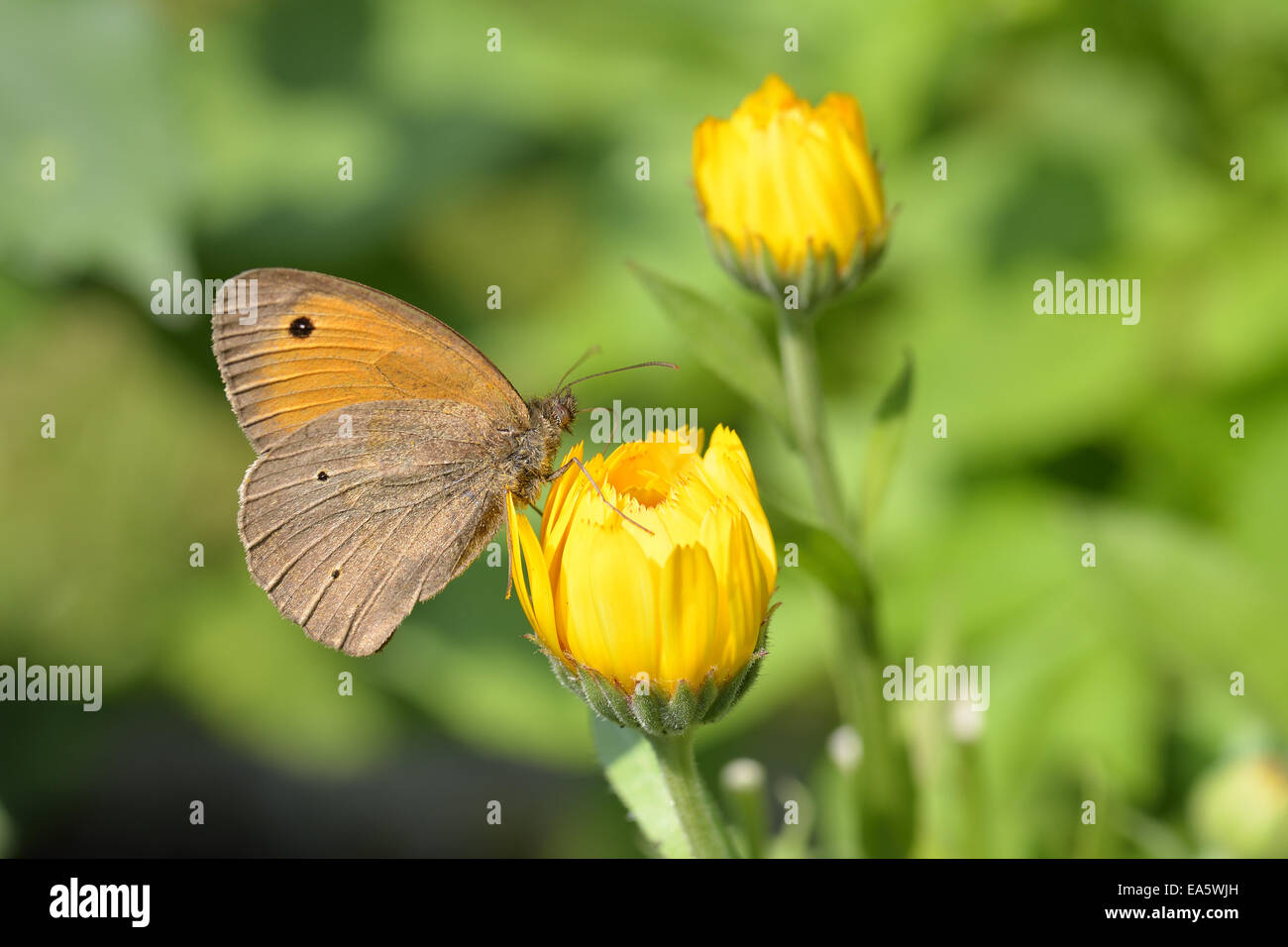 Prato marrone Foto Stock