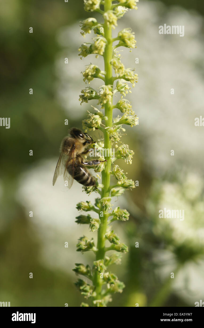Erbaccia gialla Foto Stock