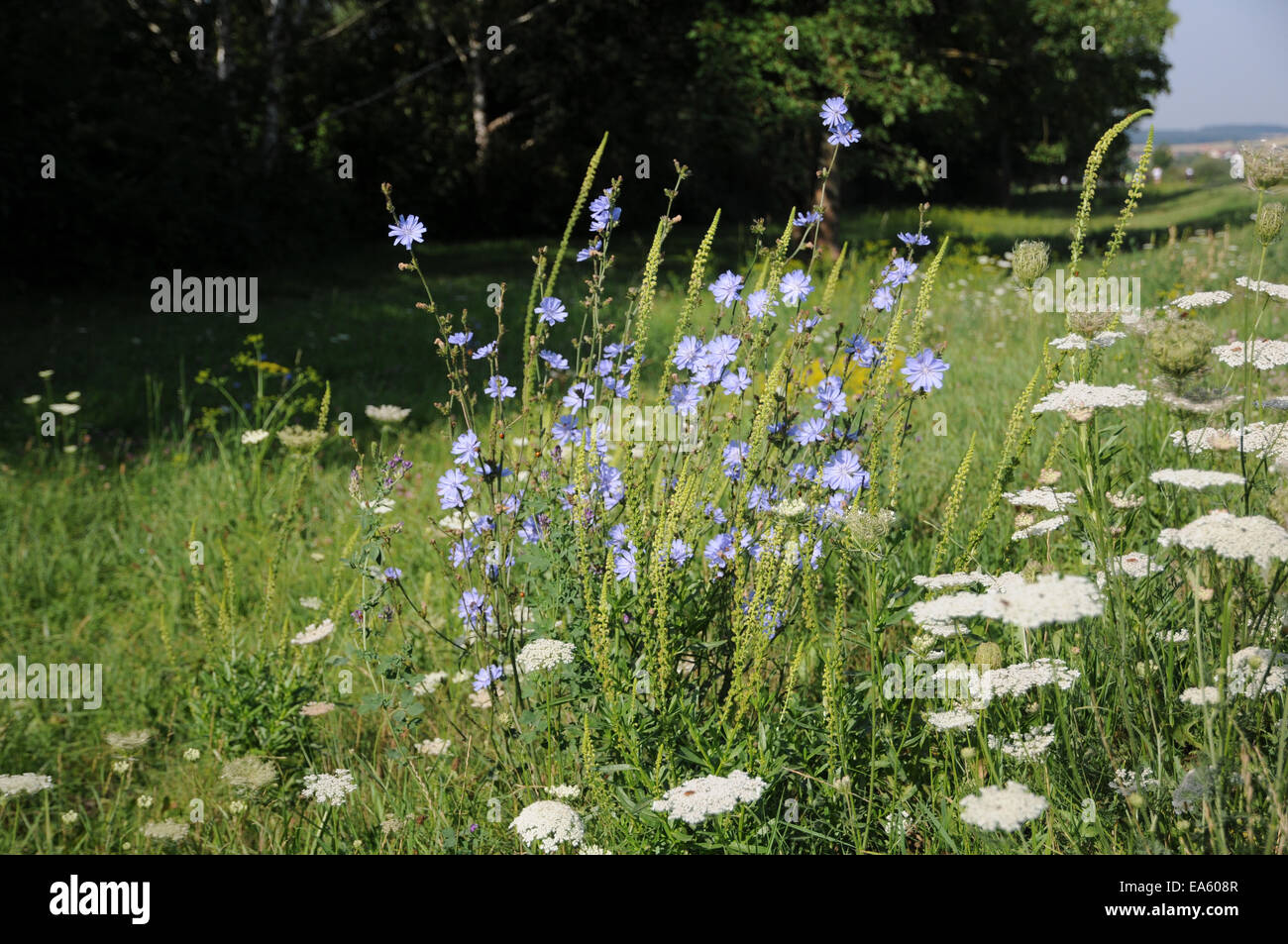 Le cicorie di Bruxelles e erbaccia giallo Foto Stock