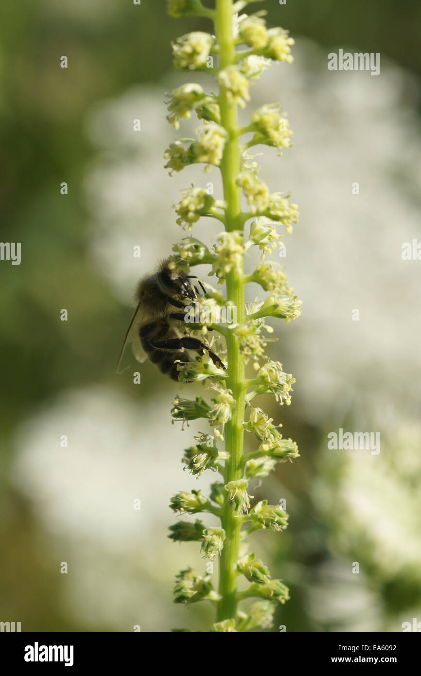 Erbaccia gialla Foto Stock