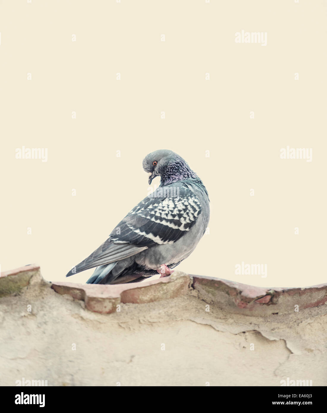 Pigeon seduto sulla parte superiore del vecchio muro Foto Stock