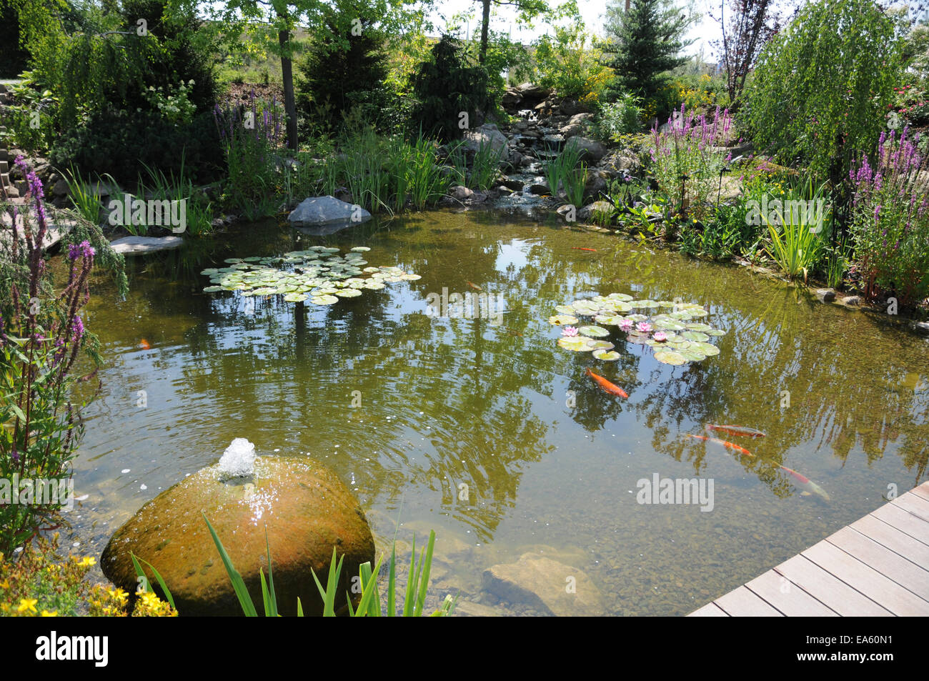 Di Koi pond con gorgogliamento di acqua Foto Stock