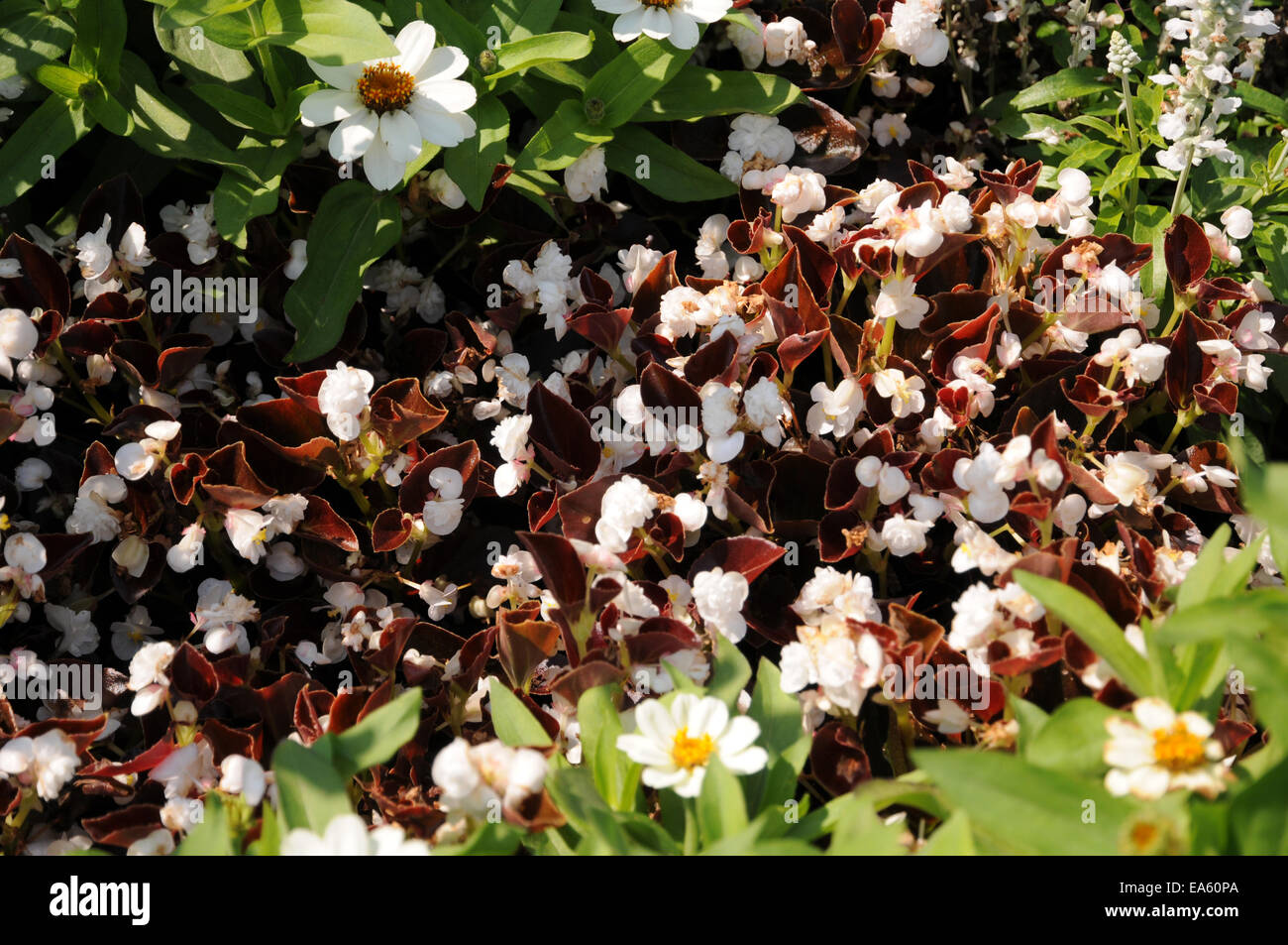 Begonia Foto Stock