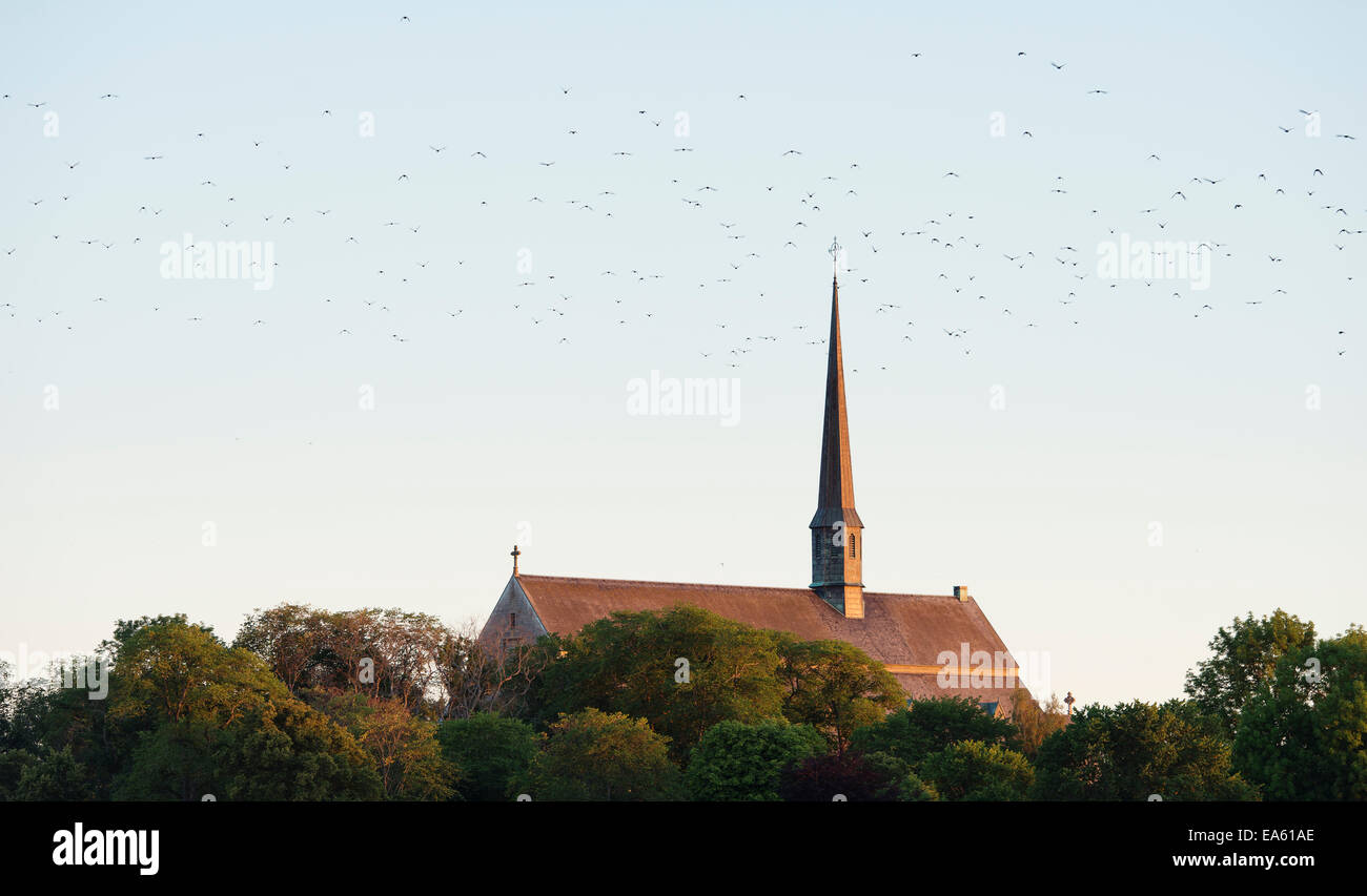 Stormo di uccelli che volano sopra Vadstena abbey, Svezia Foto Stock