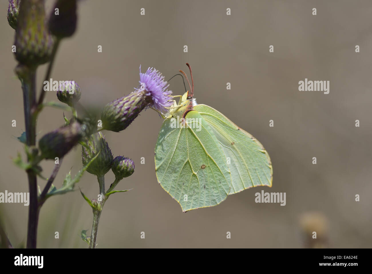 Comune di Brimstone Foto Stock