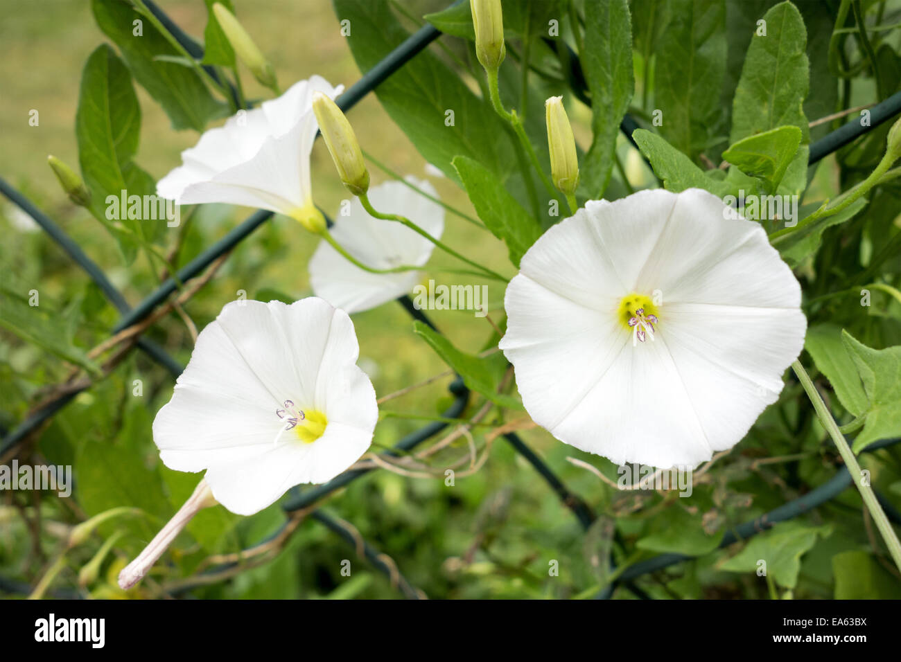 Calystegia bianco Foto Stock