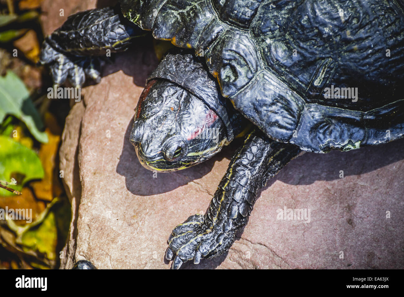 La fauna, tartaruga in appoggio al sole Foto Stock