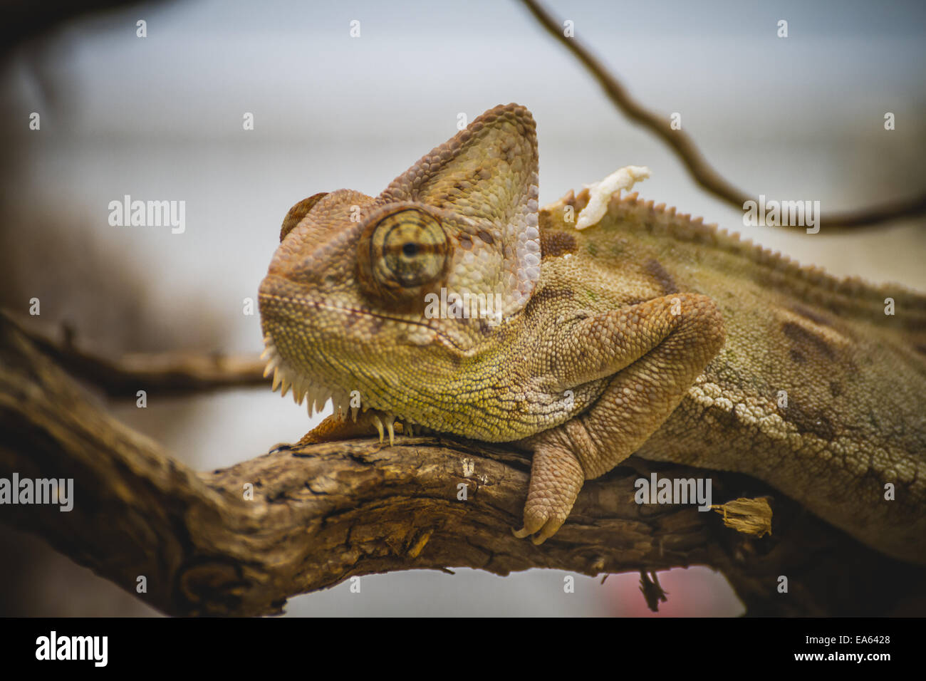 Lucertola squamosa di appoggio della pelle al sole Foto Stock