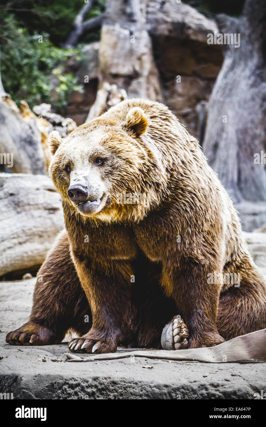 Bella e pelliccia orso bruno Foto Stock