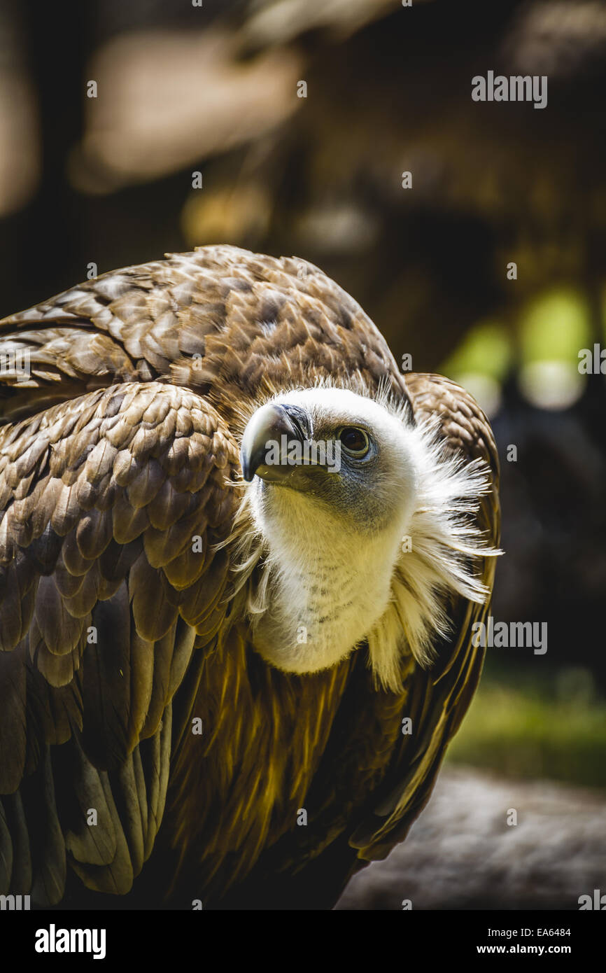 Avvoltoio scavenger in appoggio su di un ramo Foto Stock
