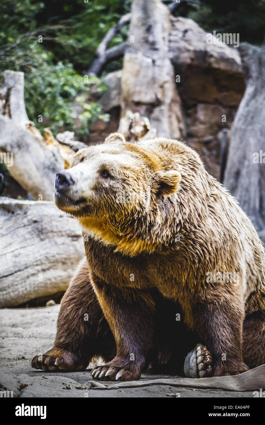 Bella e pelliccia orso bruno Foto Stock