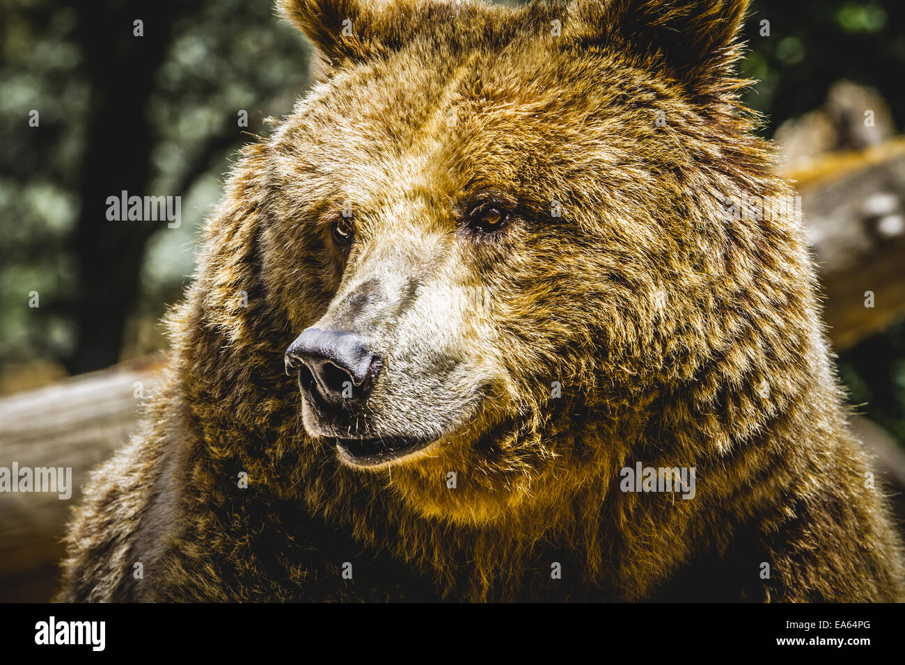 Zoo, bella e pelliccia di orso bruno mammifero Foto Stock