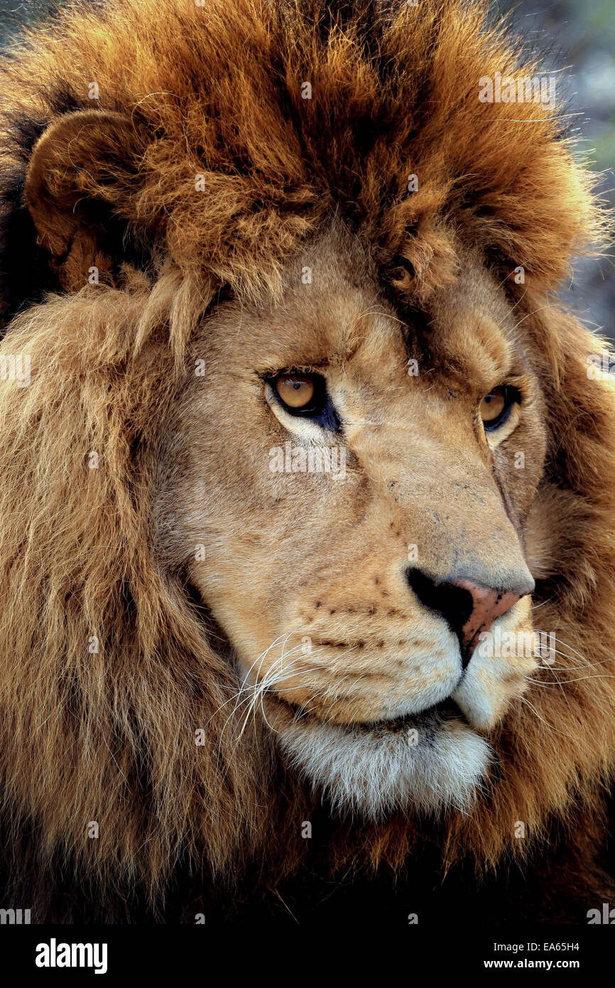 Un bel maschio ritratto di Lion Foto Stock