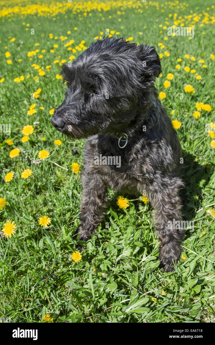 Poco schnauzer in tarassaco Foto Stock