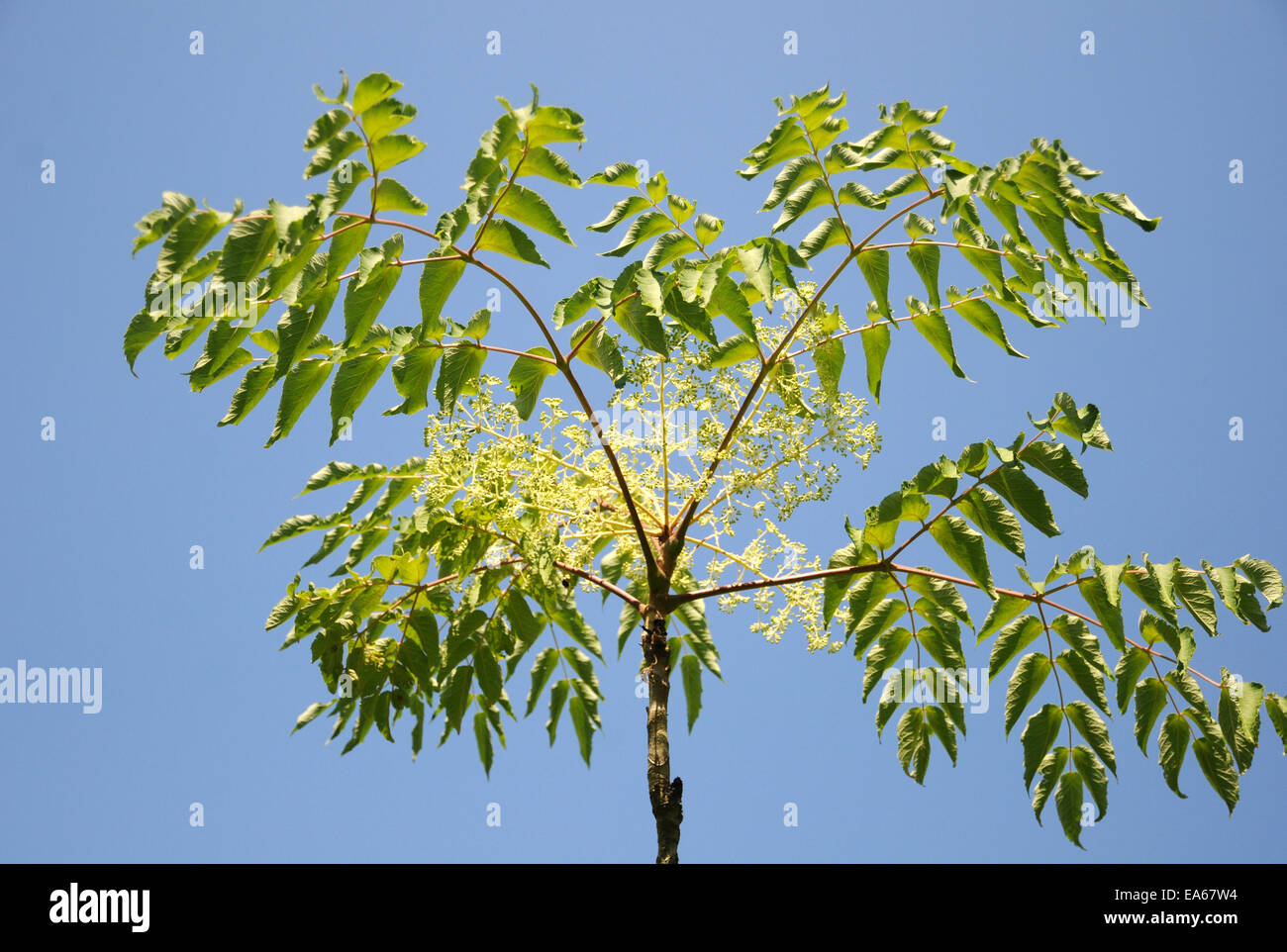 Angelica giapponese albero Foto Stock