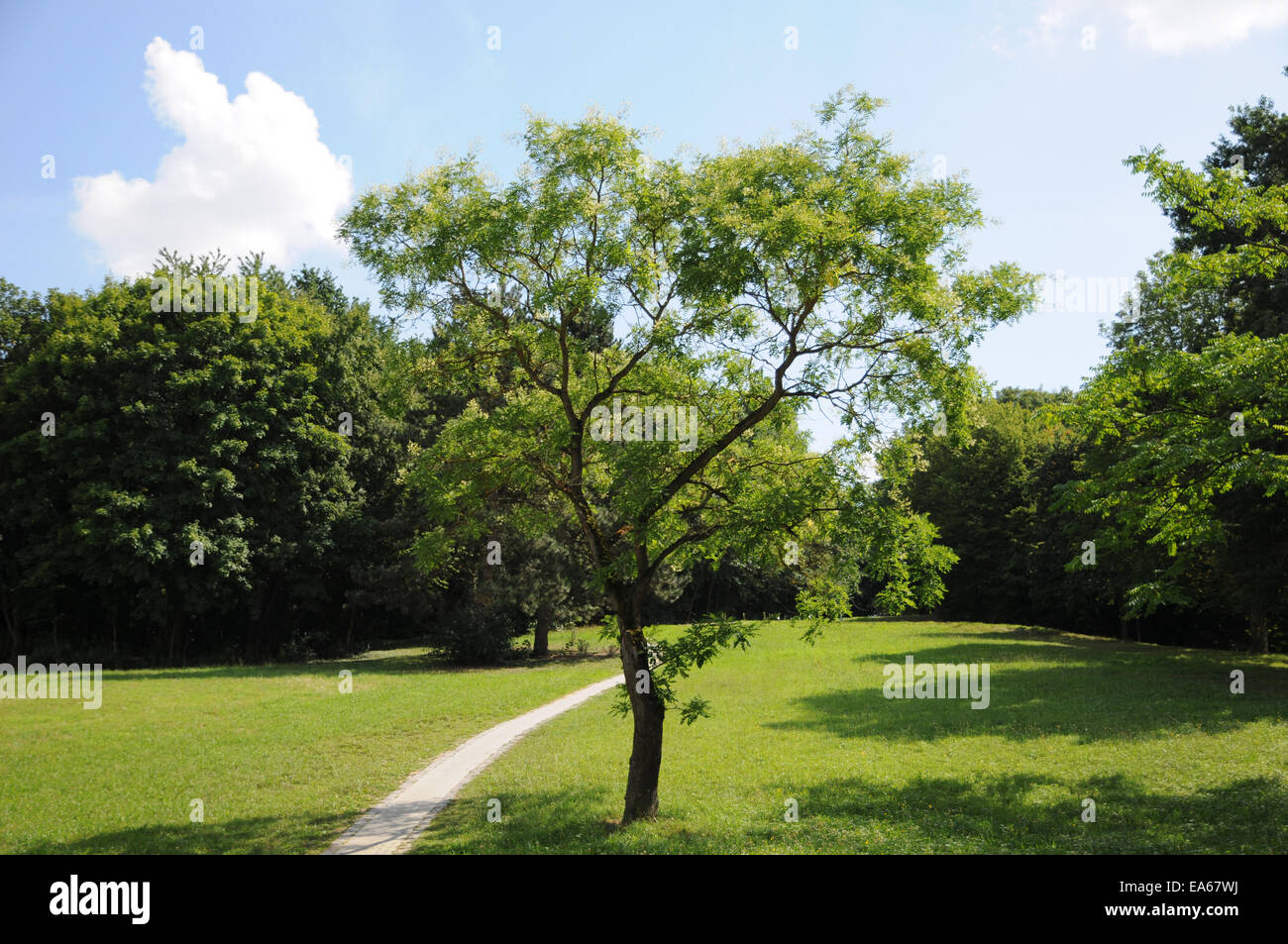 La pagoda giapponese albero Foto Stock