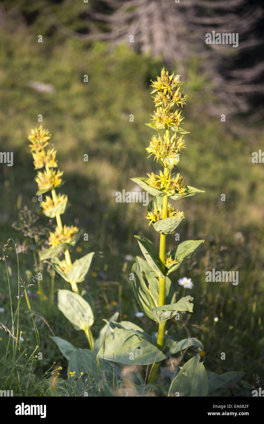 Giallo fiore di genziana Foto Stock