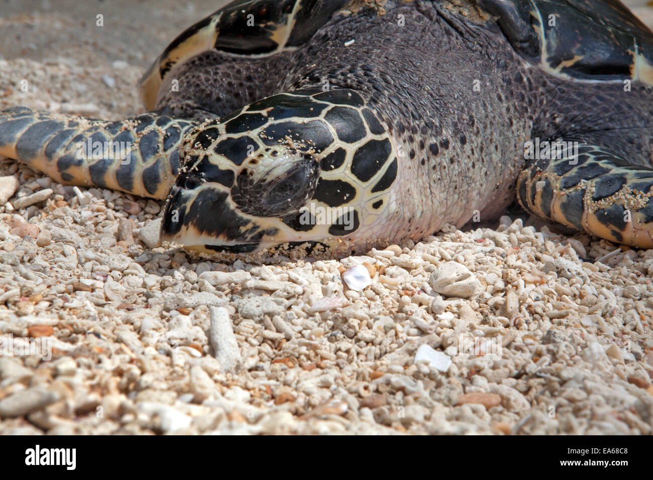 Tartaruga Verde, Chelonia Mydas. Foto Stock