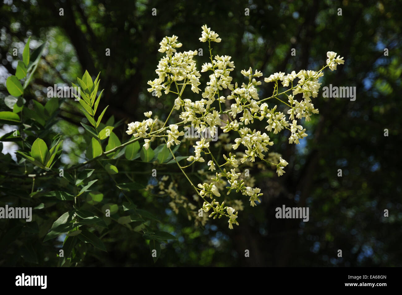 Albero Pagoda Foto Stock